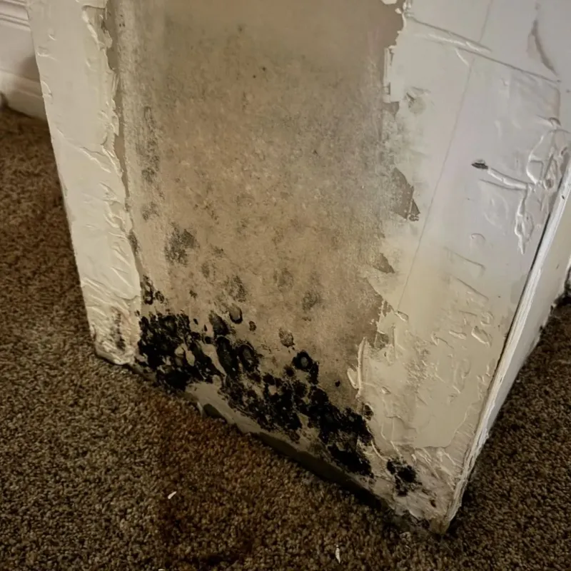 Professional Mold Removal in Kimball, NE